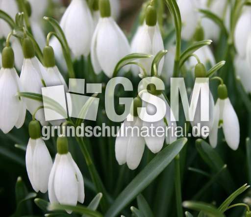 Schneegloeckchen-3.jpg